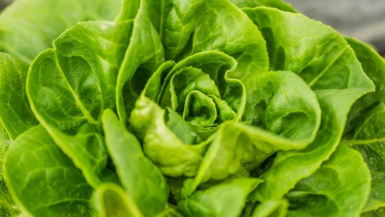 Close Up Photo of Green Lettuce