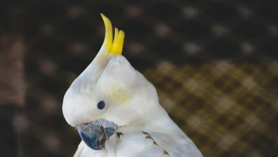 White Cockatoo With Yellow Crest