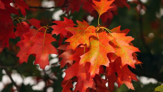 orange, leaves, autumn