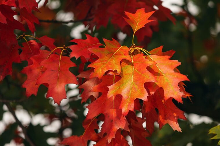 orange, leaves, autumn