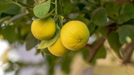 lemon, fruits, food