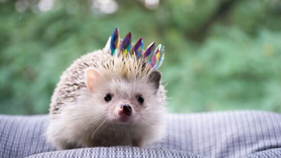 brown hedgehog