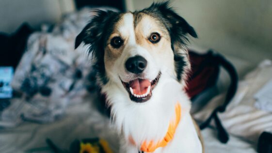 a close up of a dog on a bed