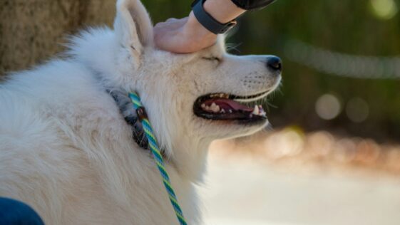 a white dog is being petted by a person