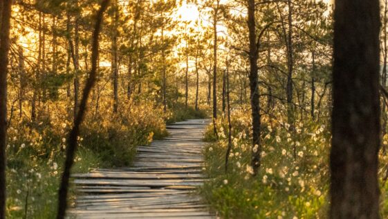 a path in the woods leading to a forest