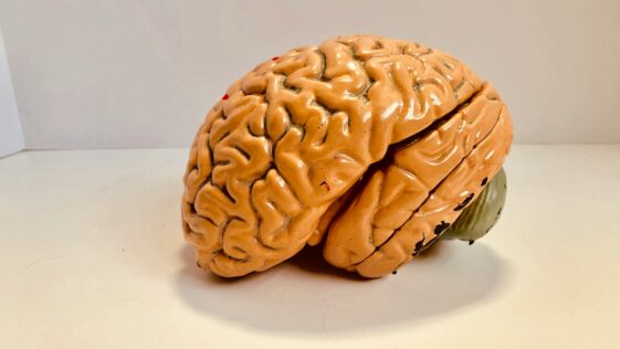 human brain figurine