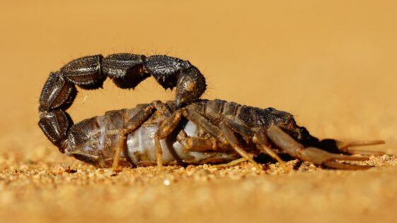 black and gray crab on brown sand