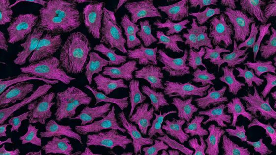 black pink and blue floral textile