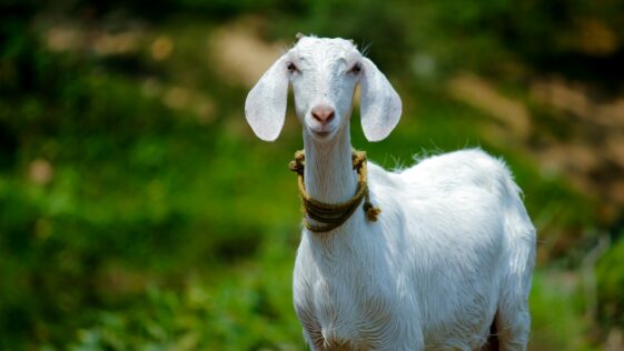 selective focus photography of white goat