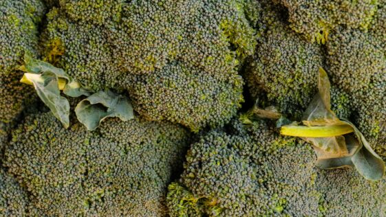 a bunch of broccoli that is laying on the ground