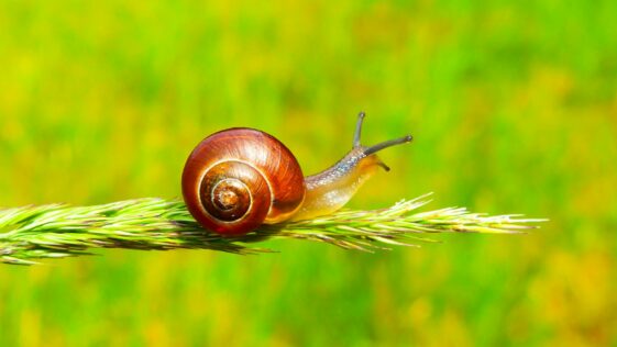 selective focus photography of snail on plant