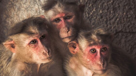 three monkeys standing near wall