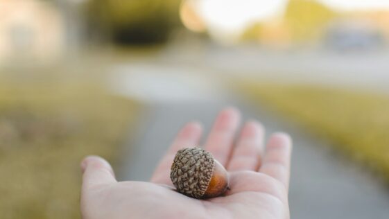 brown nut on person's left palm