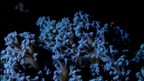 blue corals