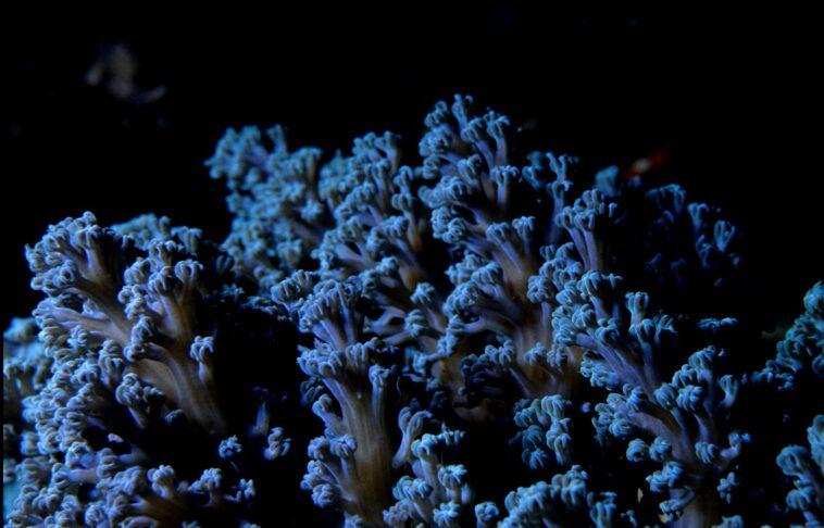 blue corals