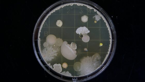 scope image