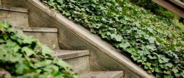 green plants on brown wooden fence