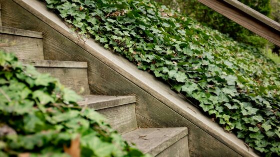 green plants on brown wooden fence