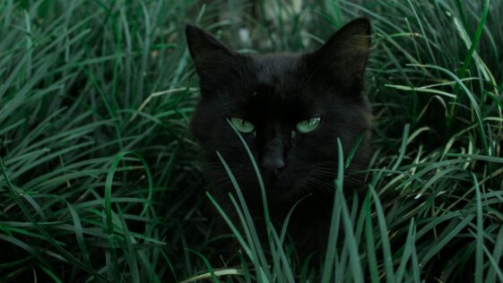 black cat hiding behind green grass