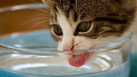 cat drinking water from bowl