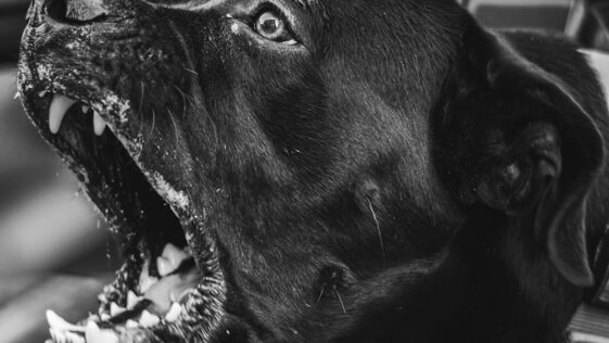 a dog with its mouth open