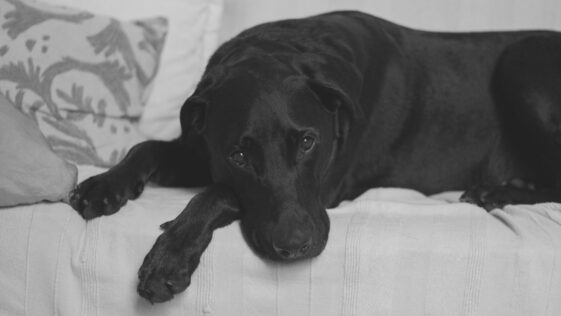 dog lying on couch