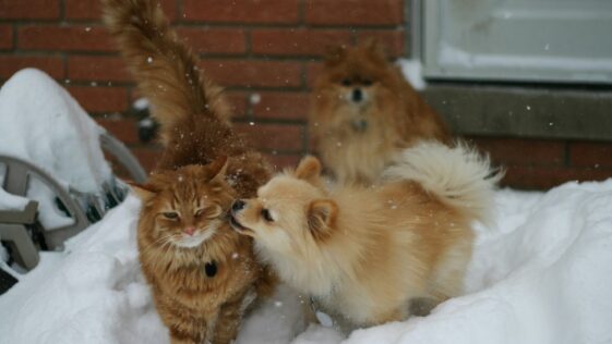 brown cat beside dog during daytime