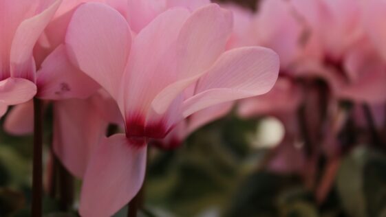 pink flower in tilt shift lens