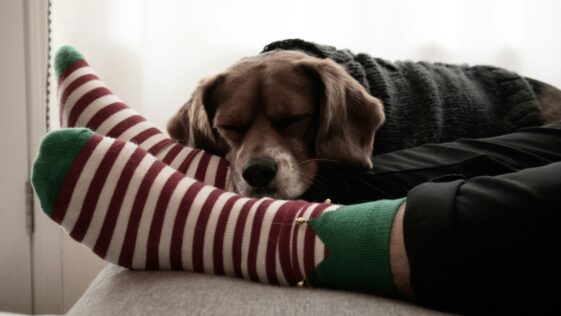 a brown dog laying on top of a person's leg