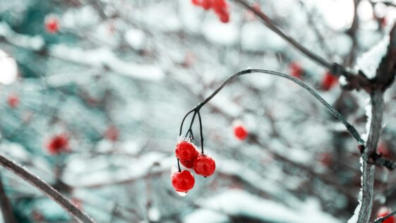 depth of field photography of red cherry fruits