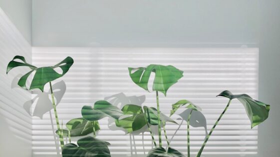 green leafy plants on black and white pots