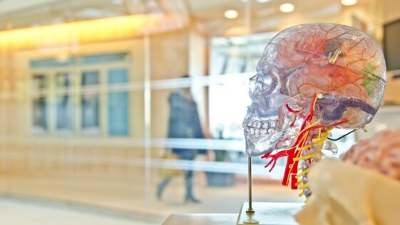 selective focus phot of artificial human skull