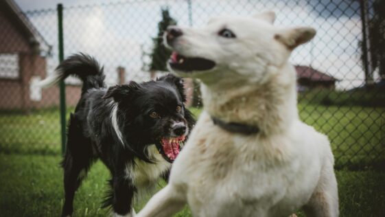 two black and white dogs near link fence