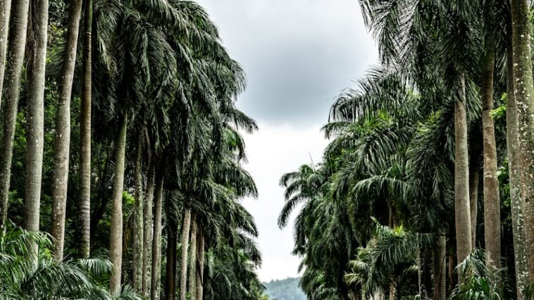 photo girls wearing school uniforms walking on pathway between trees